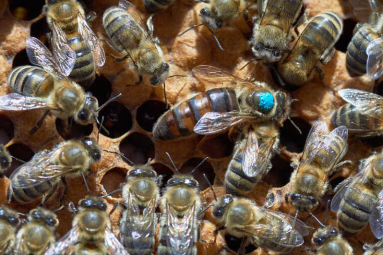 What Does A Queen Bee Look Like? Bee Professor