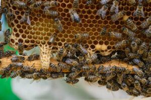 How Does A Bee Become A Queen Bee Professor