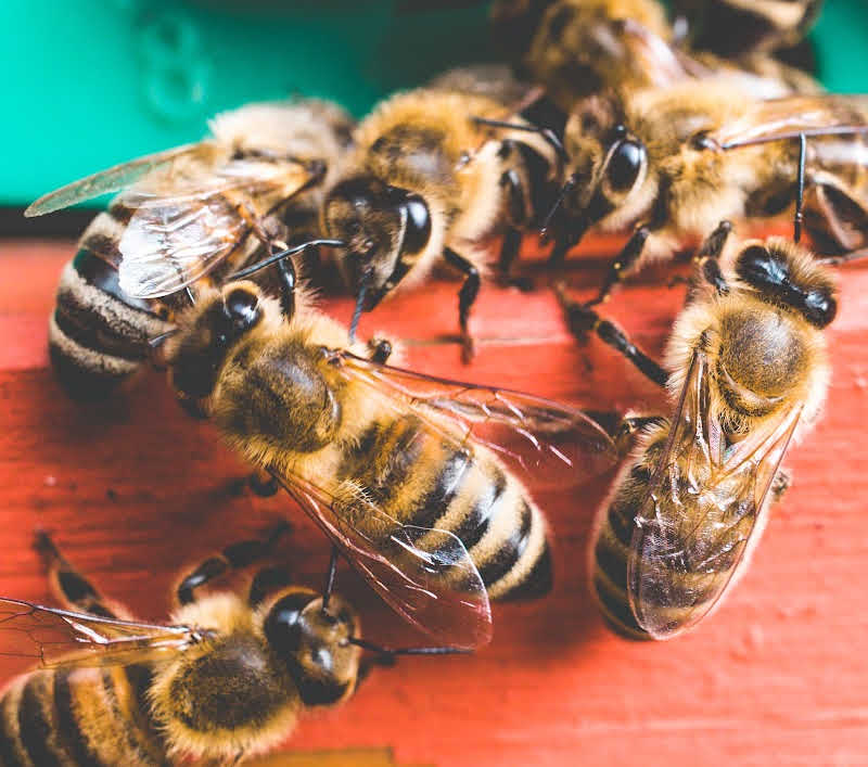What Are Buckfast Honey Bees Must Read Guide Bee Professor What Are Buckfast Honey Bees Must Read Guide Bee Professor