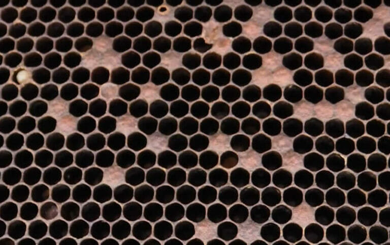 Symptoms of American Foulbrood [Diagnosis Guide] Bee Professor