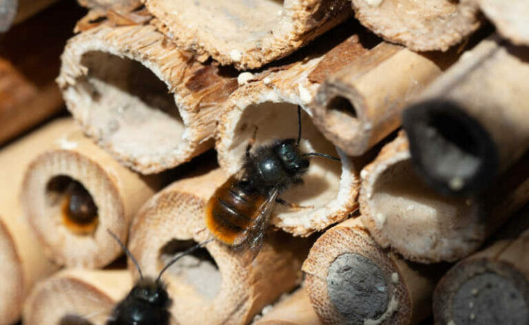 Honey Bee Vs. Mason Bee – Comparison Guide Bee Professor