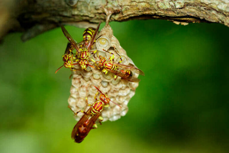 Stinger Showdown! 11 Terrifying Bee & Wasp Stingers Bee Professor